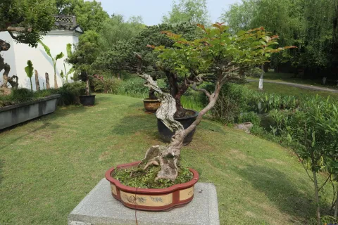 曲院风荷里面的盆景