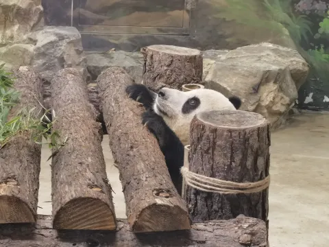 憨态可爱的大熊猫11