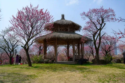 龙之梦东方盆景园11