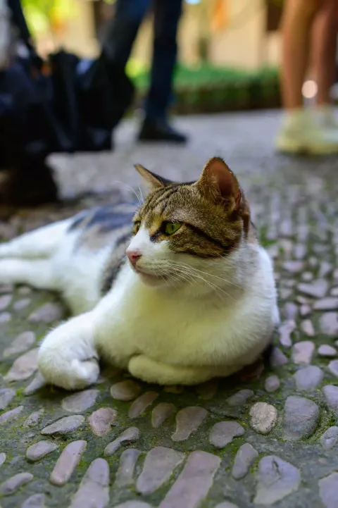 西园寺里的猫咪2