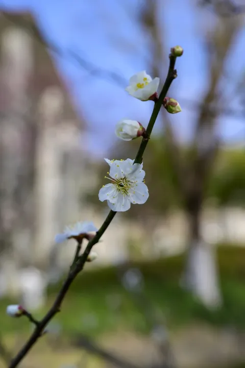 超山梅花7