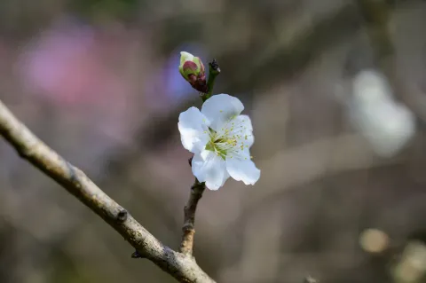 超山梅花15