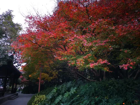西湖，北山街南侧的景色
