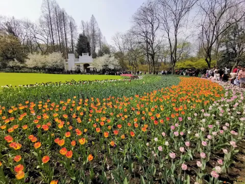 游玩太子湾公园的游人如潮