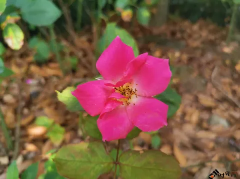 月季花，蜜蜂采蜜