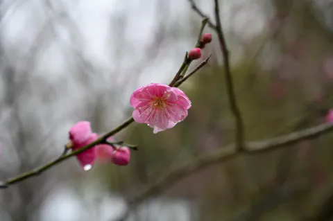 腊梅2