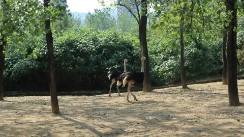 杭州野生动物园5