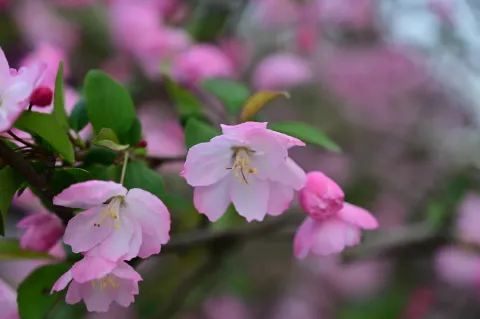 盛开的粉红花朵5