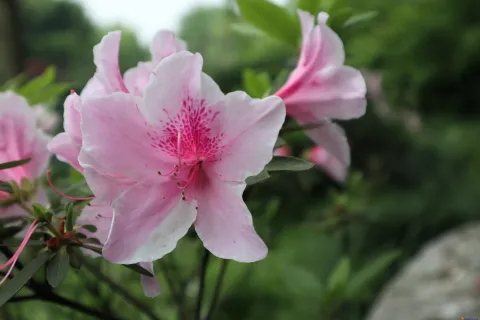 绽放的艳丽花朵