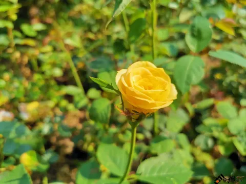 西溪湿地盛开的鲜花
