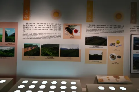 杭州中国茶叶博物馆7