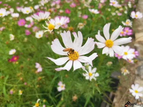 勤劳采蜜中的蜜蜂
