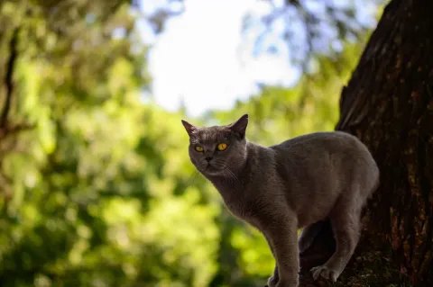 西园寺里的猫咪12