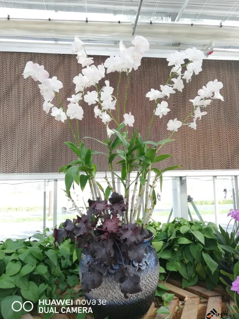 鲜花玻璃房内的花卉