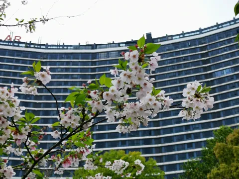 最美樱花走道1