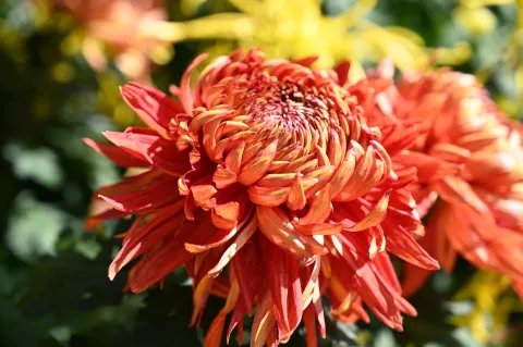 杭州植物园菊花展15