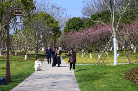 超山赏梅1