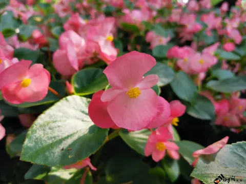 西溪湿地盛开的鲜花