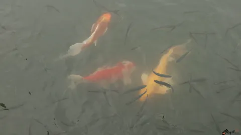 水中畅游的鱼儿