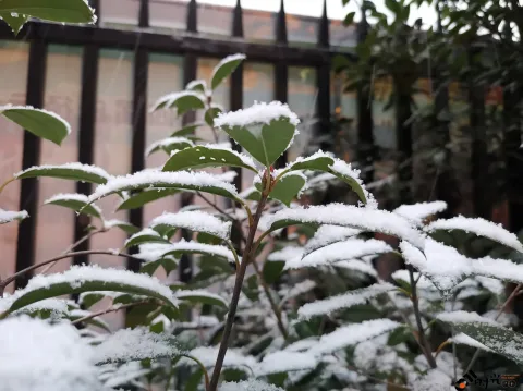 2018年的尾巴尽然下了一场不小的雪