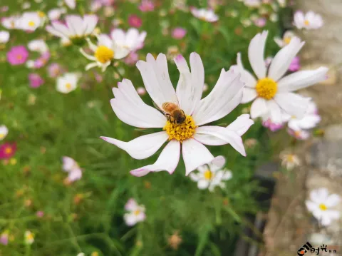 勤劳采蜜中的蜜蜂
