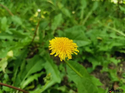 西溪湿地盛开的鲜花