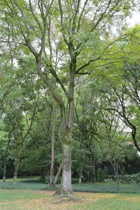九溪20