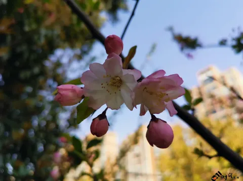 桃花盛开