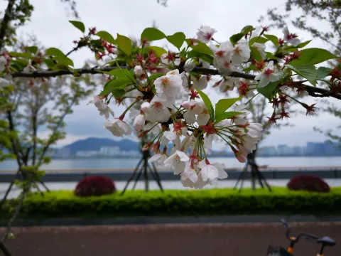 最美樱花走道5