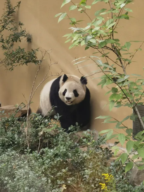 憨态可爱的大熊猫4