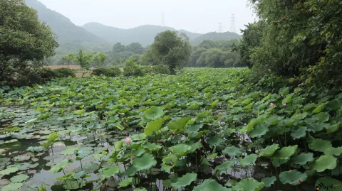 夏雨中清新绽放的荷花