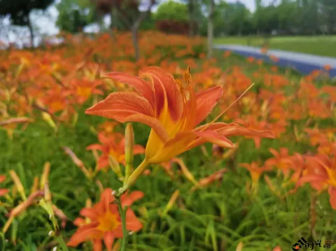 萱草
