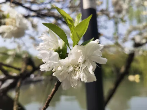 千瓣白桃5