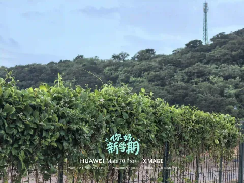 绿意漫栏2
