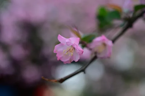 盛开的粉红花朵3