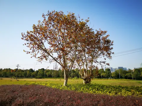 深秋，开始变的枯黄的草地