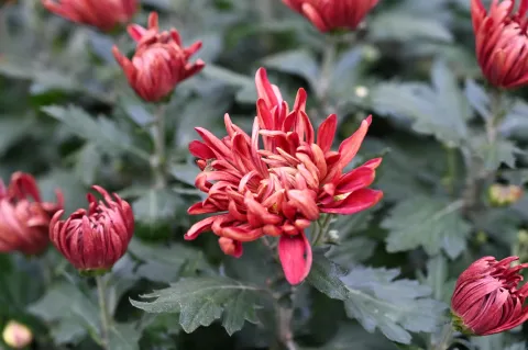 杭州植物园菊花展3