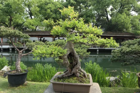曲院风荷里面的盆景