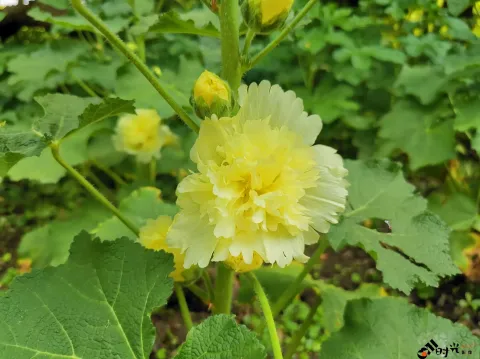 西溪湿地盛开的鲜花