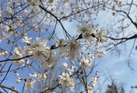 太子湾赏花3