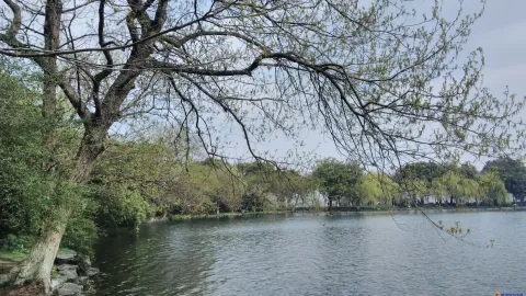 苏堤景色