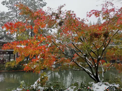 西湖边的雪景