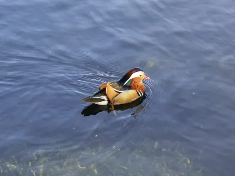 鸳鸯戏水4