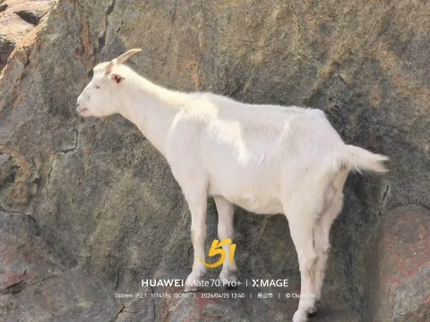 崖上山羊自在栖息6