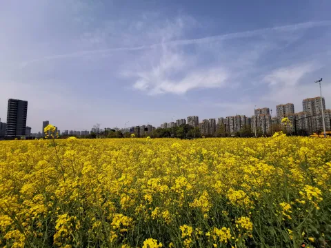 充满熟悉味道的油菜花