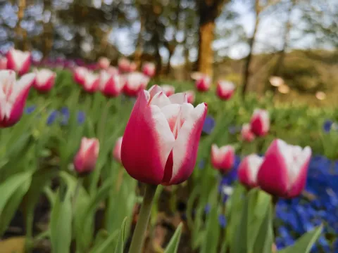 太子湾赏花15