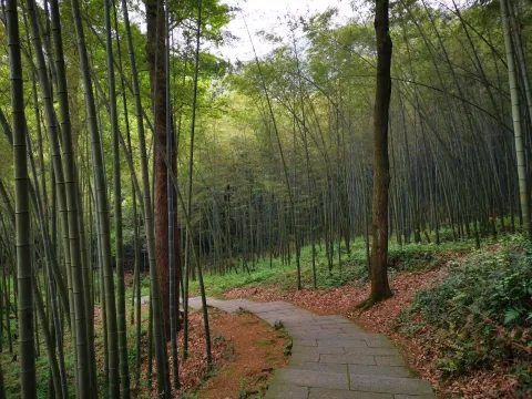 五云山65