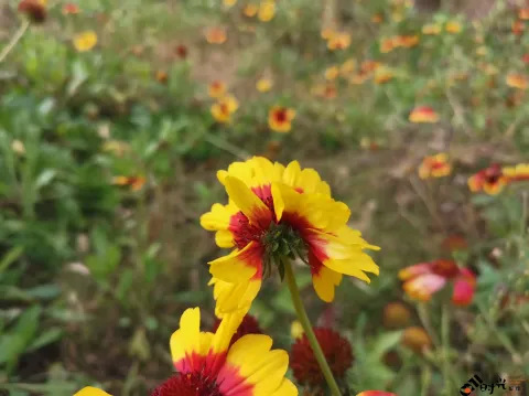 盛开着的天人菊