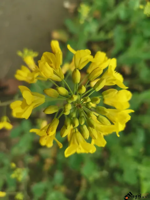 充满熟悉味道的油菜花