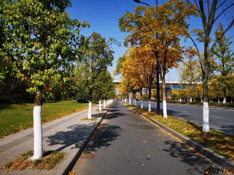 道路两侧的秋叶